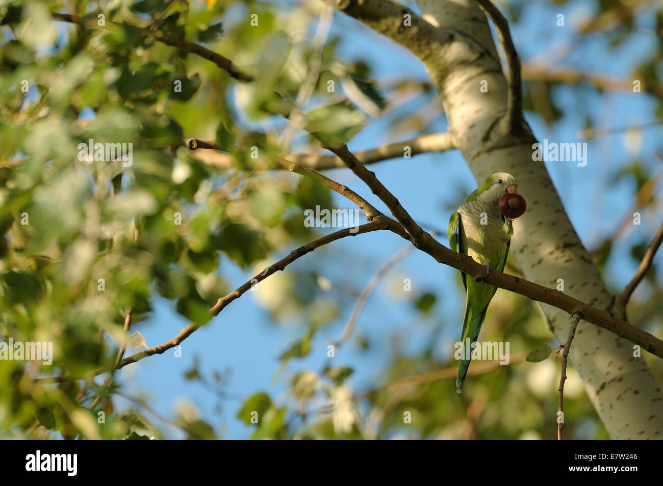 Perruche moine - Perruche moine d'Amérique du Sud (Myiopsitta monachus) manger des fruits dans l'arbre Bruxelles - Belgique Banque D'Images