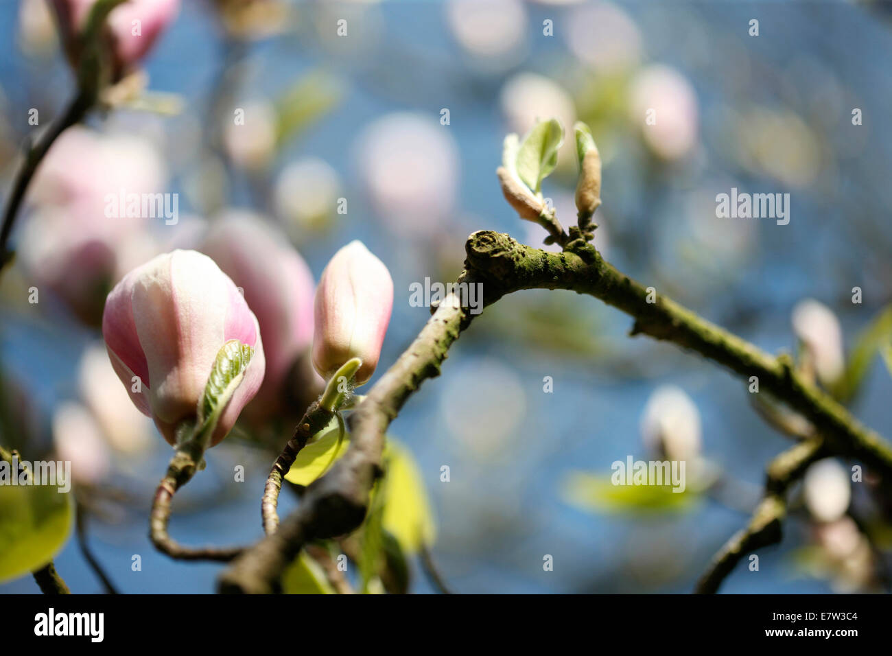 White Magnolia soulangeana arbre dans bud - vitalité © Jane Ann Butler Photography JABP1283 Banque D'Images