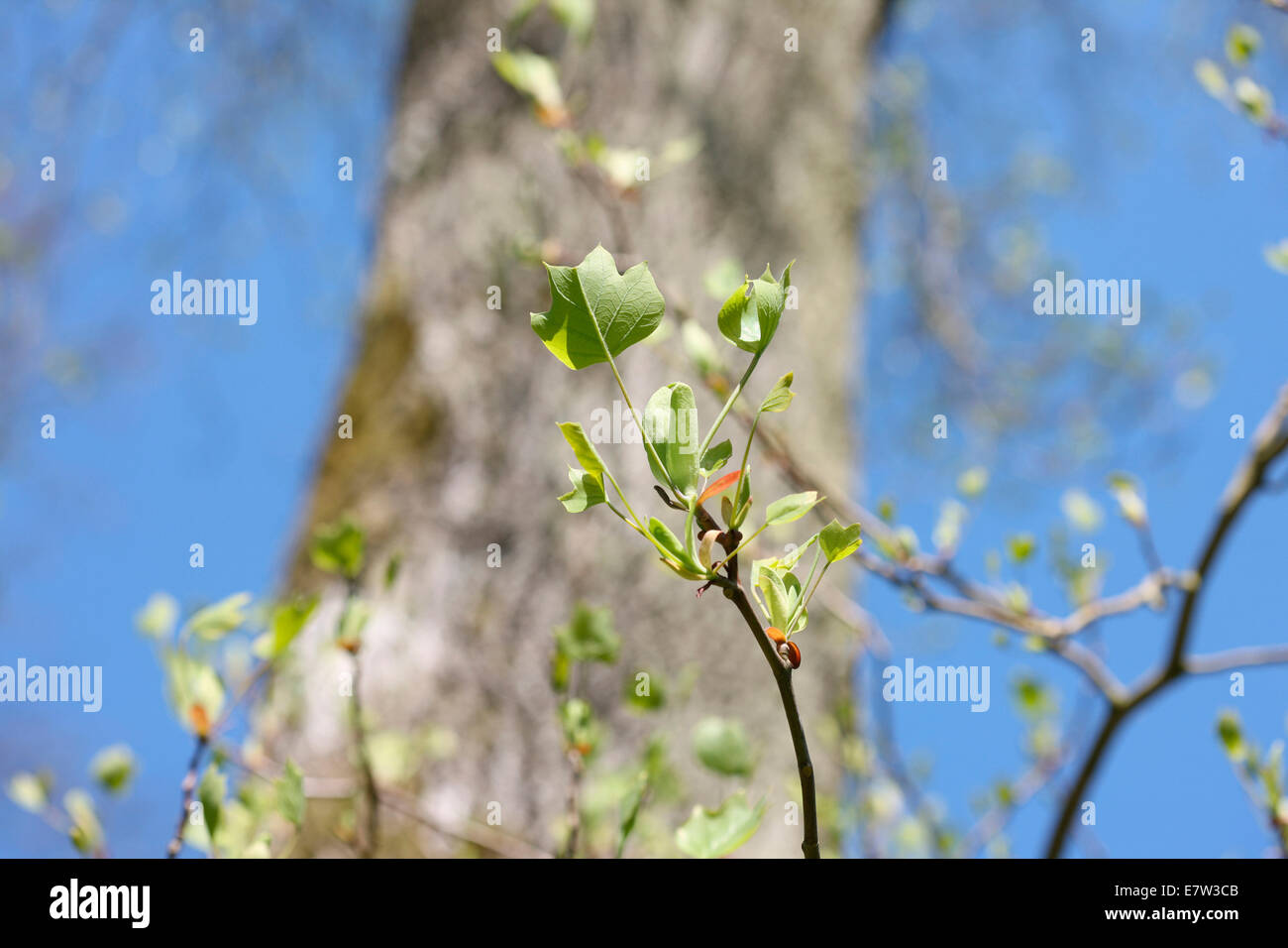 Déploiement des feuilles dans le Printemps - nouvelle vie © Jane Ann Butler Photography JABP1307 Banque D'Images