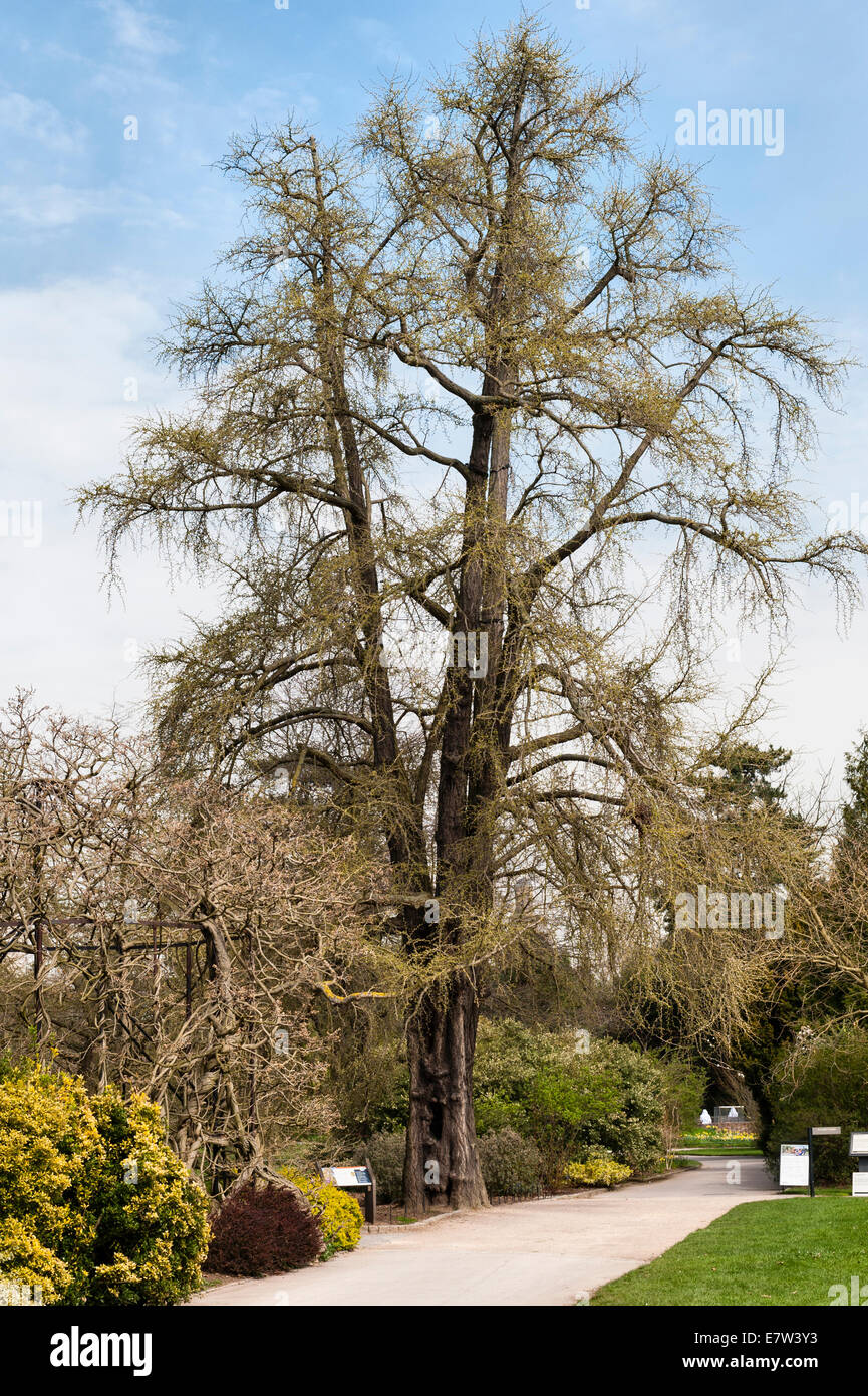 Spring, Royal Botanic Gardens, Kew, Londres, Royaume-Uni. Un énorme arbre de maidenhair (ginkgo biloba) planté en 1762 par la princesse Augusta, mère du roi George III Banque D'Images