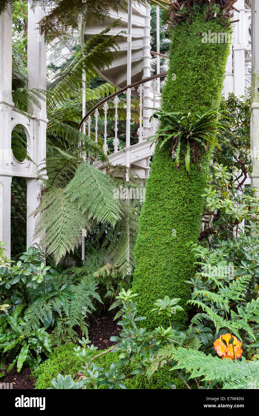 The Royal Botanic Gardens, Kew, Londres, Royaume-Uni. À l'intérieur de la maison de palmier en fer forgé et en verre, construite par Decimus Burton dans les années 1840 Banque D'Images