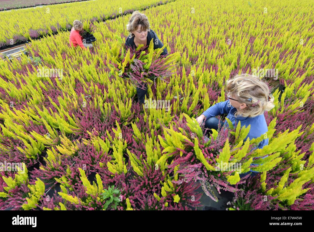 Leipzig, Allemagne. Sep 23, 2014. Comme les plantes de bruyère rouge-blanc 'Hesse Girld' ou dans les couleurs blanc, rose, jaune, rouge et colorée, Frieda mixte Athena, Madonna ou Emma appartiennent à l'Erikas devons colorés et bruyères qui sont récoltés par Linda Rode, Jana Wagner et Sandra Kurtze (r-l) dans le Morbeetpflanzen Knautkleeberg Helix GmbH en serre près de Leipzig, Allemagne, 23 septembre 2014. Autour de 7 000 ericas et bruyères sont récoltés pour les clients en Allemagne, Scandinavie, Hongrie, Pologne et République tchèque. Dpa : Crédit photo alliance/Alamy Live News Banque D'Images