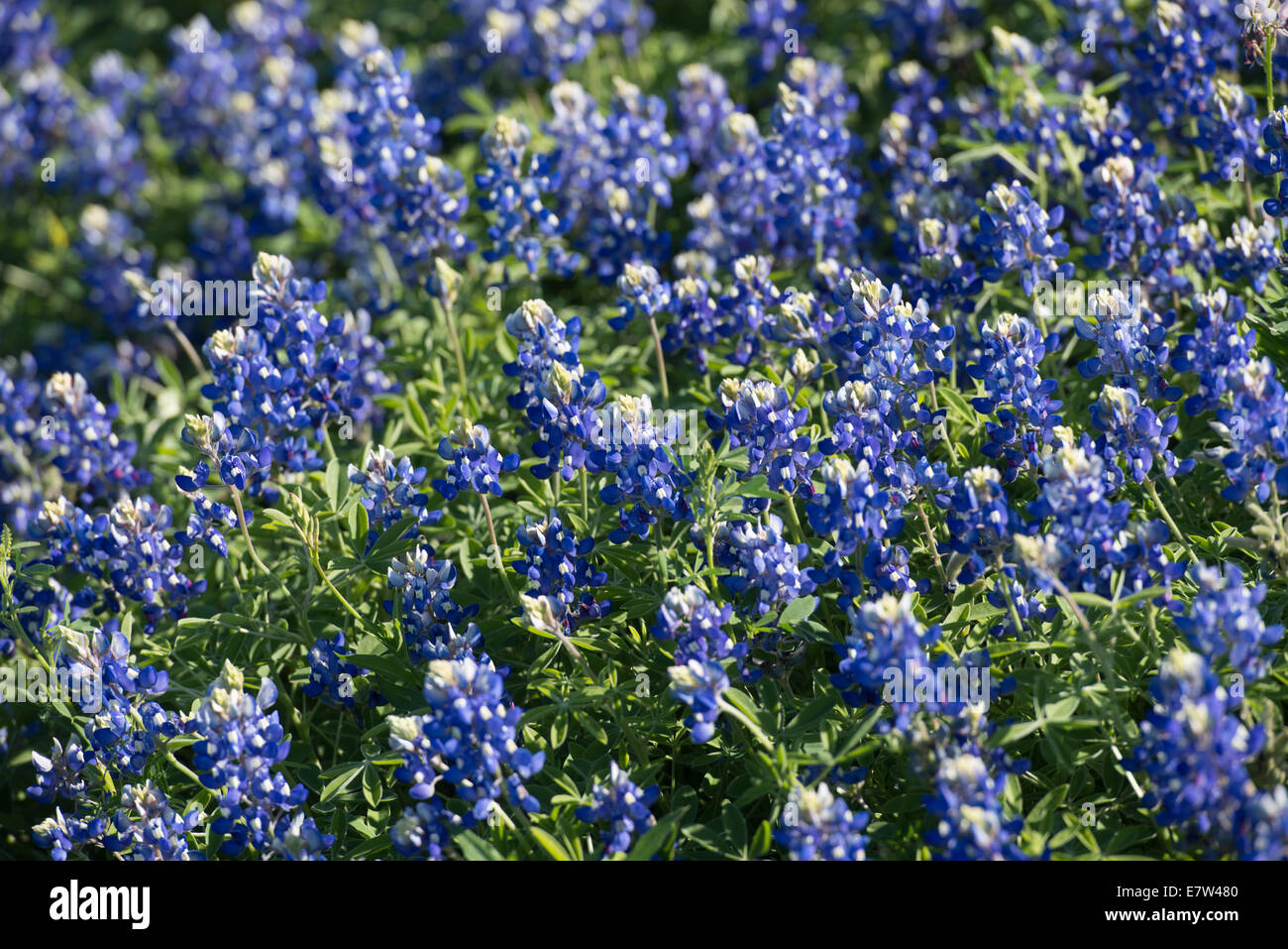 Bluebonnets sauvages chaque printemps en fleurs le long des routes et des pâturages au Texas. Banque D'Images