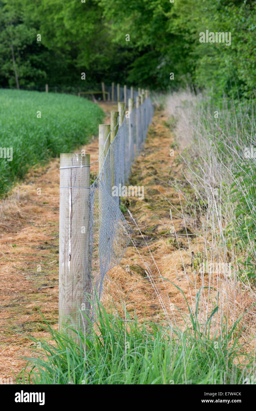La suppression des mauvaises herbes le long de la bordure du champ Banque D'Images
