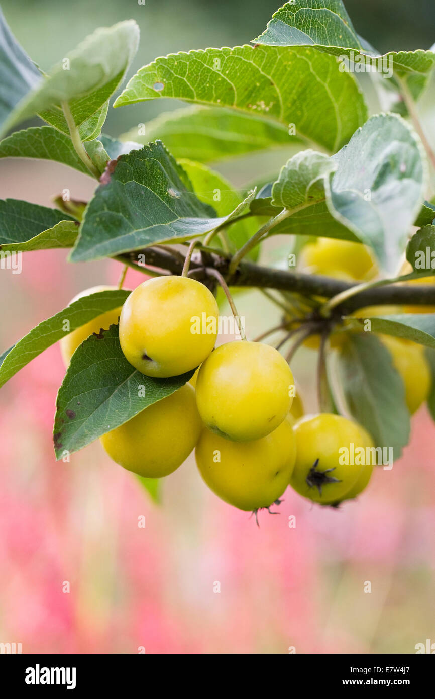 Malus x zumi 'Golden Hornet'. Fruits pommetier en automne. Banque D'Images