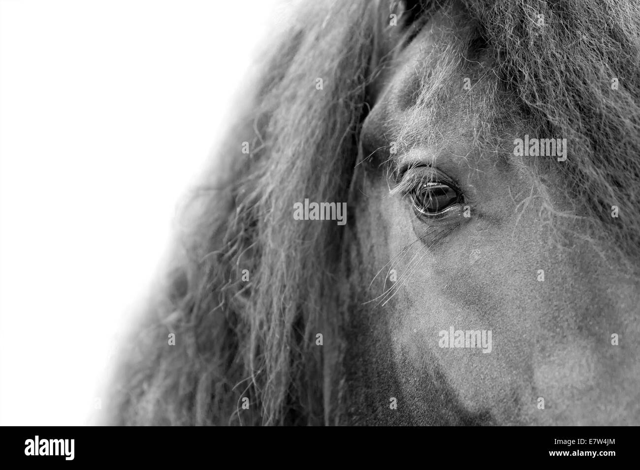 Close up d'un étalon frison / Friesian horse head eye et la crinière avec fond blanc Banque D'Images