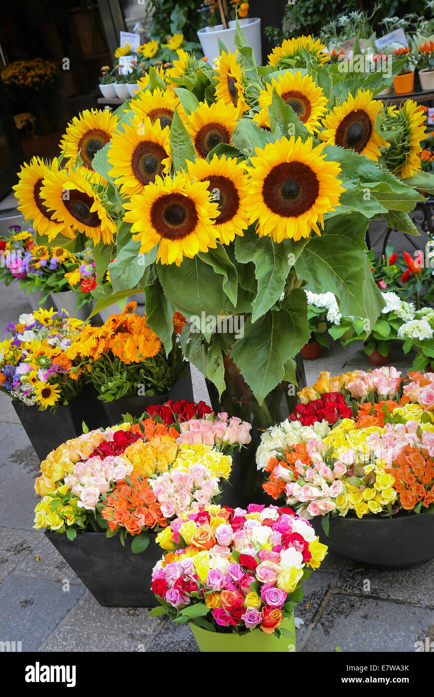 Mélange de fleurs en pot à l'intérieur d'un centre de jardin Banque D'Images