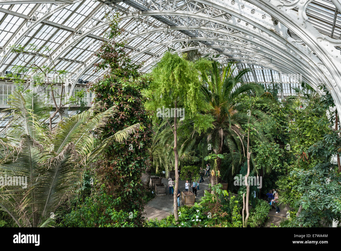 The Royal Botanic Gardens, Kew, Londres, Royaume-Uni. A l'intérieur de la maison Temperate en fer forgé et verre, construite par Decimus Burton, qui a ouvert ses portes en 1863 Banque D'Images