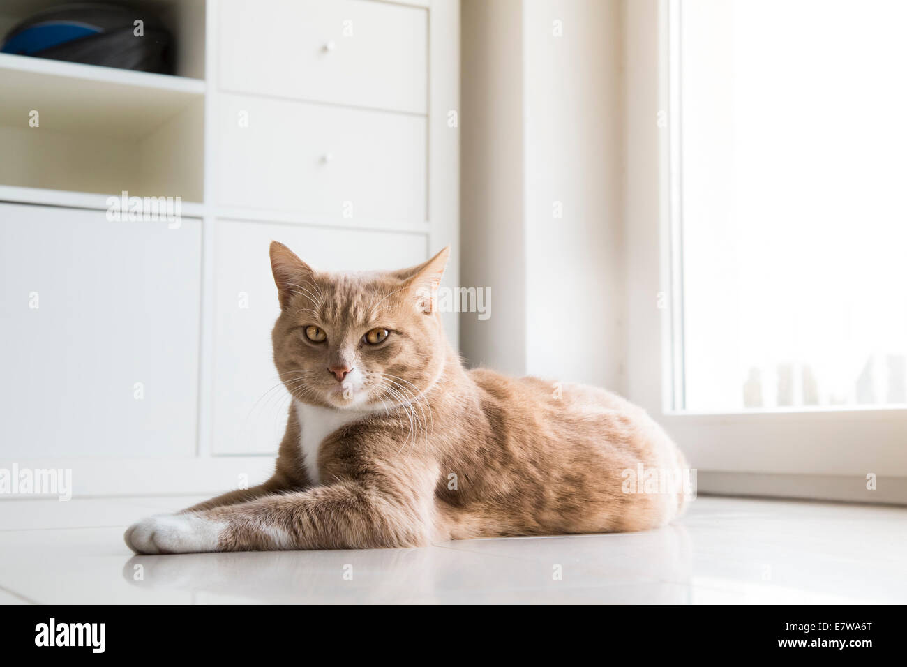 Le gingembre Cat détente à la maison et se sentir à l'aise Banque D'Images
