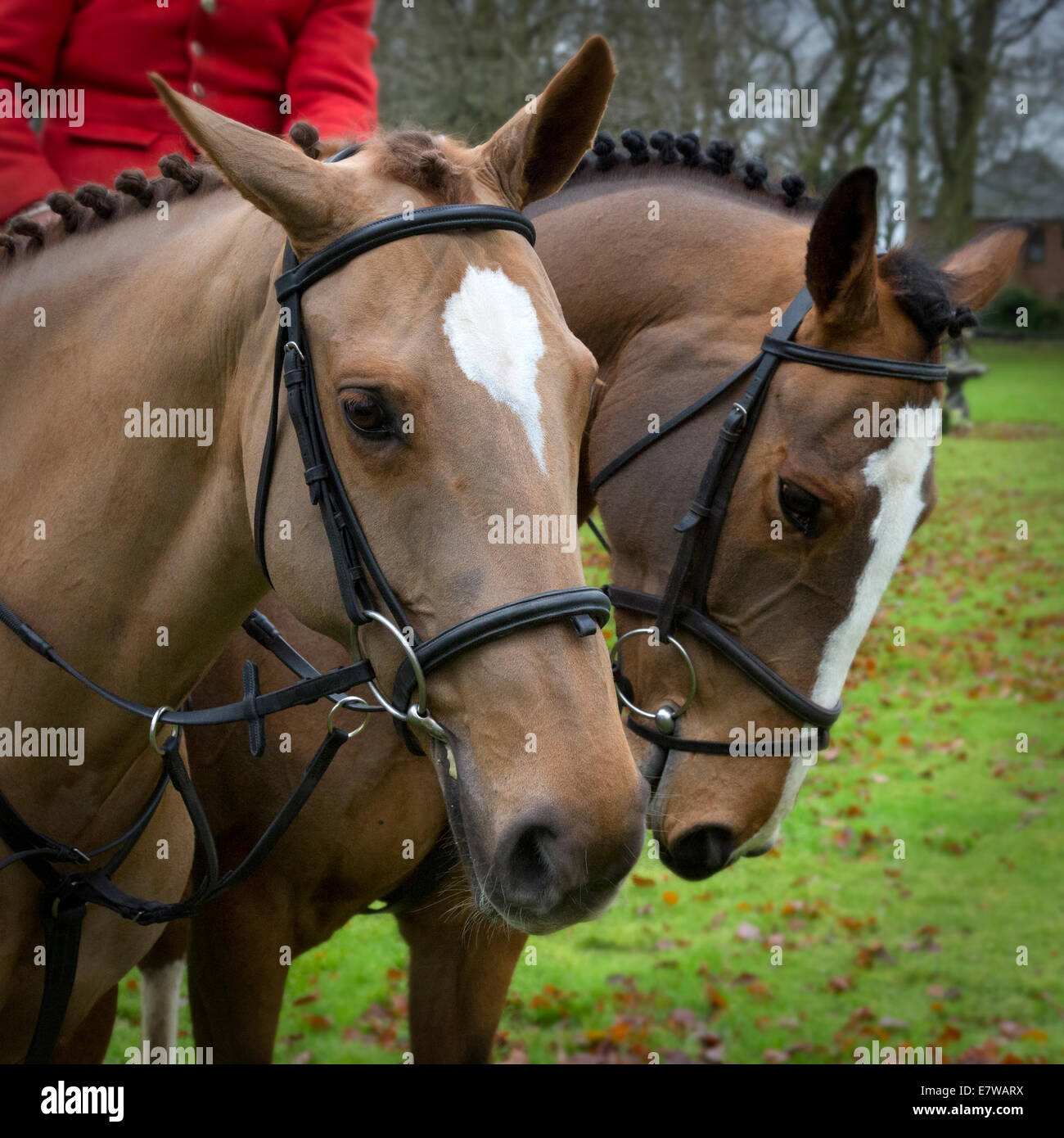 Chasser les chevaux à Malton le lendemain de Noël, dans le North Yorkshire, Angleterre Banque D'Images