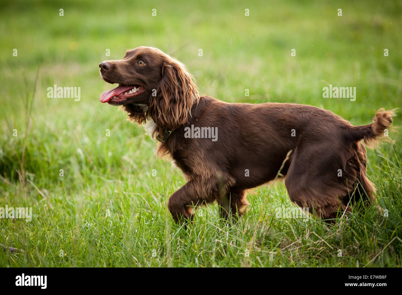 Spaniel chien debout dans un champ Banque D'Images