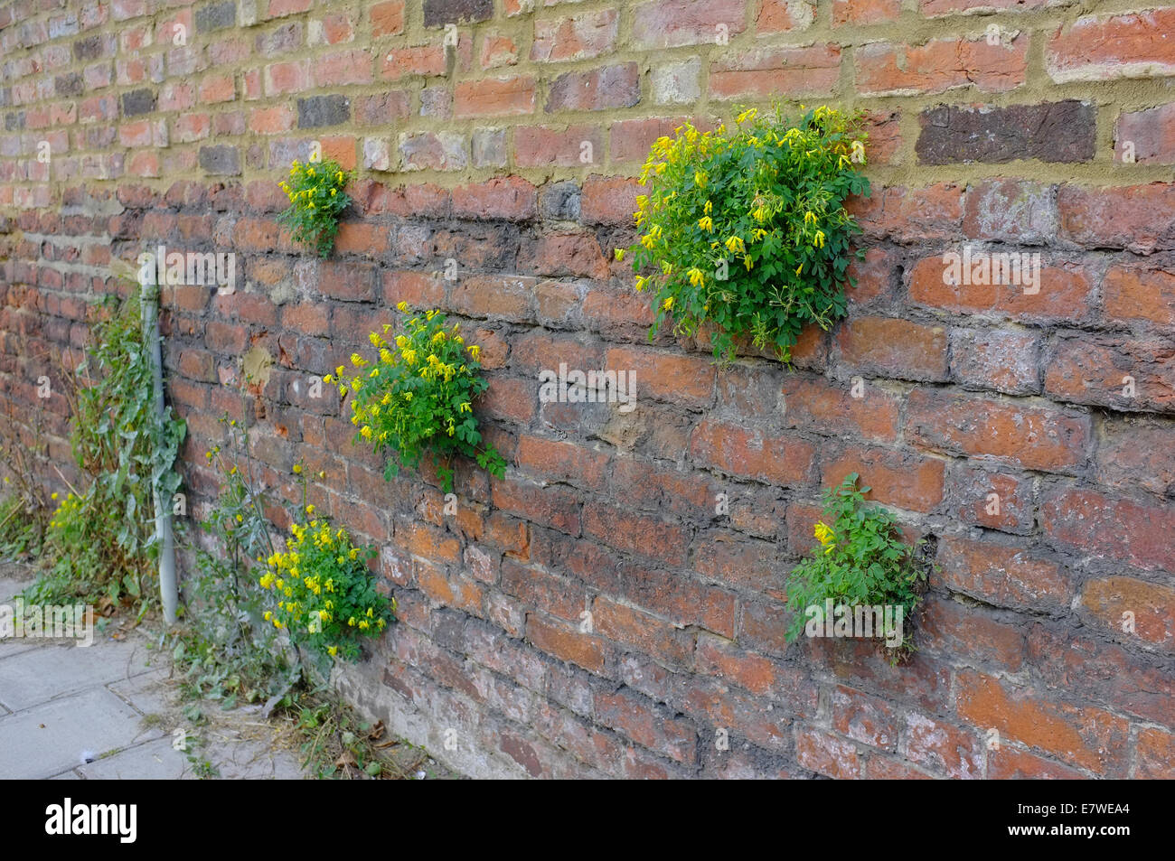 Mur de fleurs dans les fissures d'un mur de briques Banque D'Images