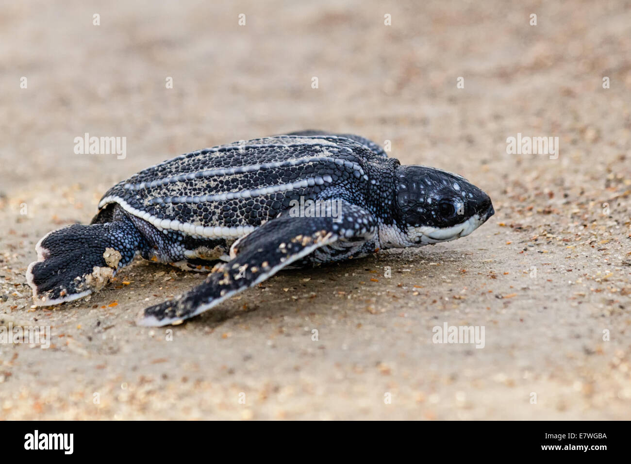 Tortue luth (Dermochelys coriacea) La position de la tortue à l'océan sur Amelia Island, en Floride. Banque D'Images