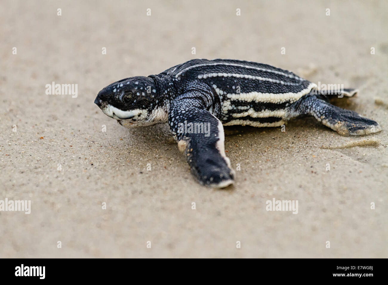 Tortue luth (Dermochelys coriacea) La position de la tortue à l'océan sur Amelia Island, en Floride. Banque D'Images