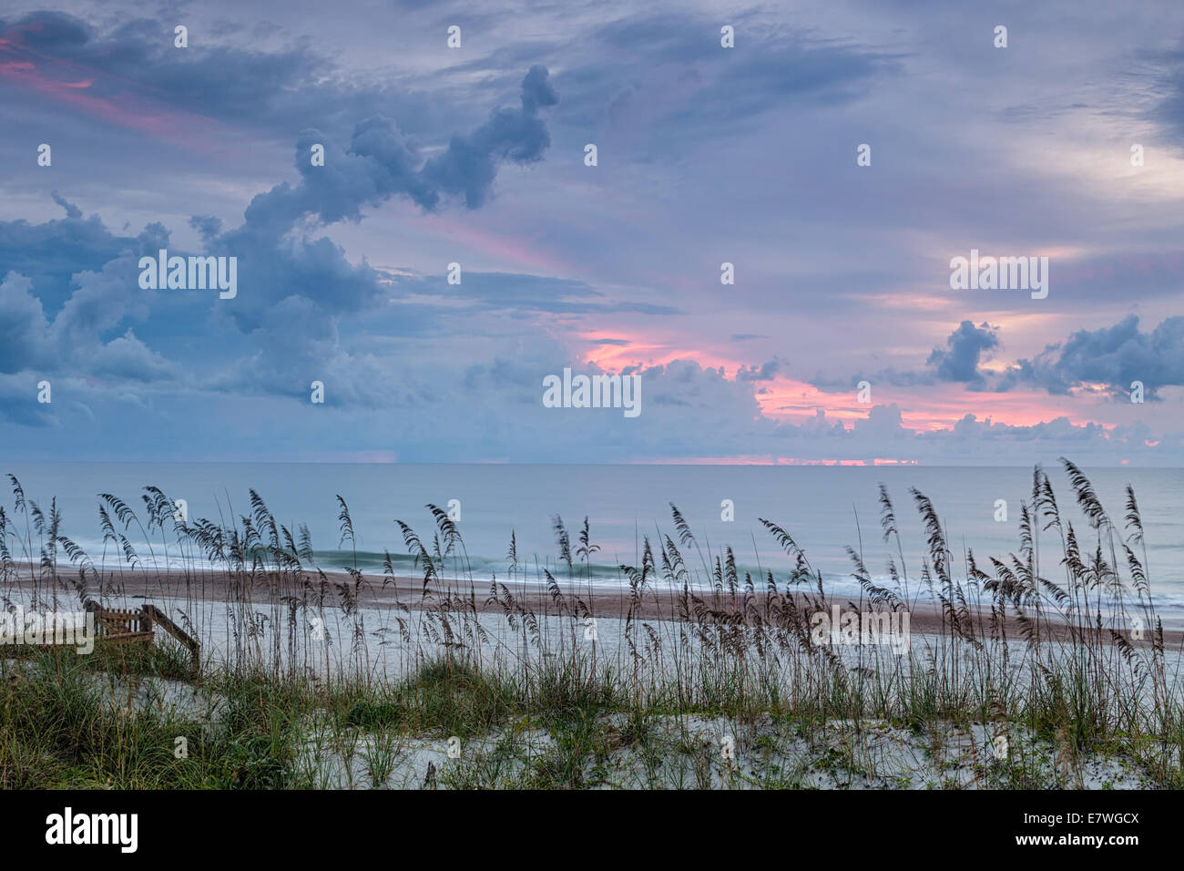Sea oats frame un subtil lever du soleil le long de la côte de l'île d'Amelia. Banque D'Images