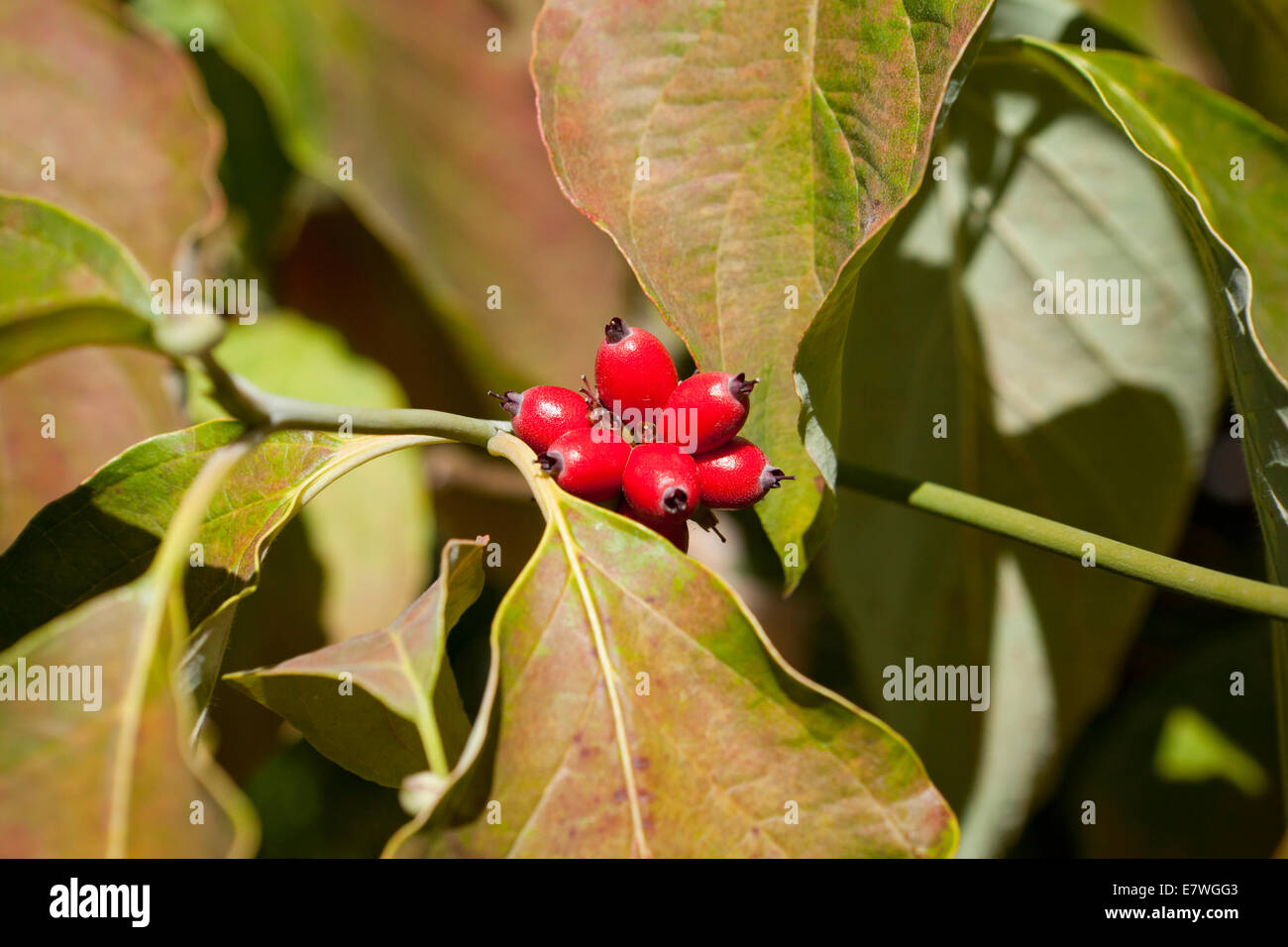 Cornouiller fleuri tree fruits en automne (Cornus florida) - Virginia USA Banque D'Images