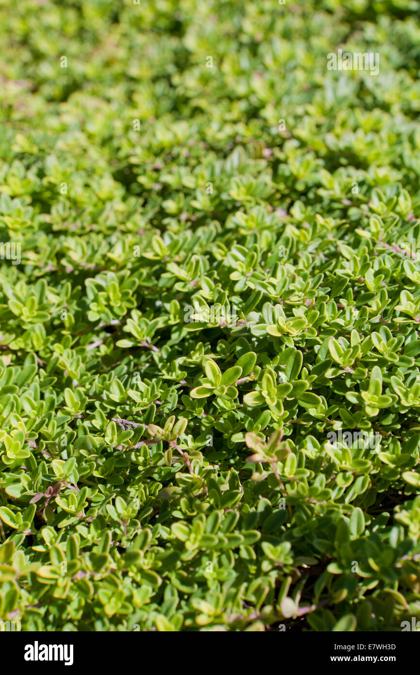 Thym Breckland, alias le thym sauvage, le thym rampant, elfin thym (Thymus serpyllum) close up - USA Banque D'Images