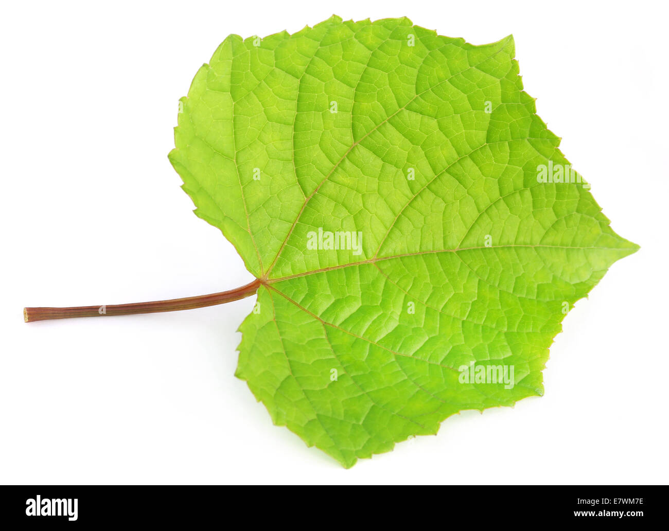 Grape leaf over white background Banque D'Images Grape leaf over white background Banque D'Images