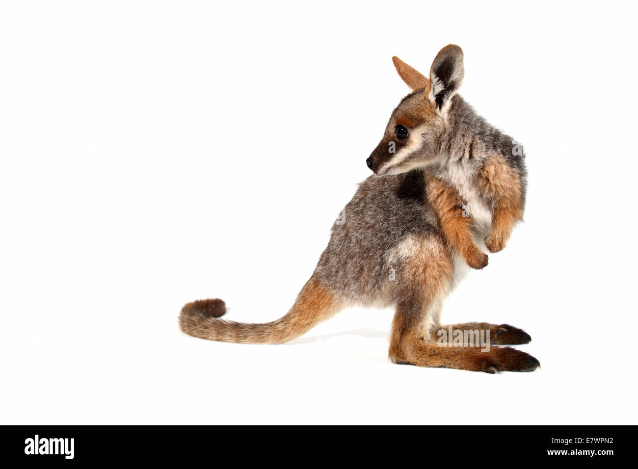 Yellow-Footed Rock-Wallaby (Petrogale xanthopus) Banque D'Images