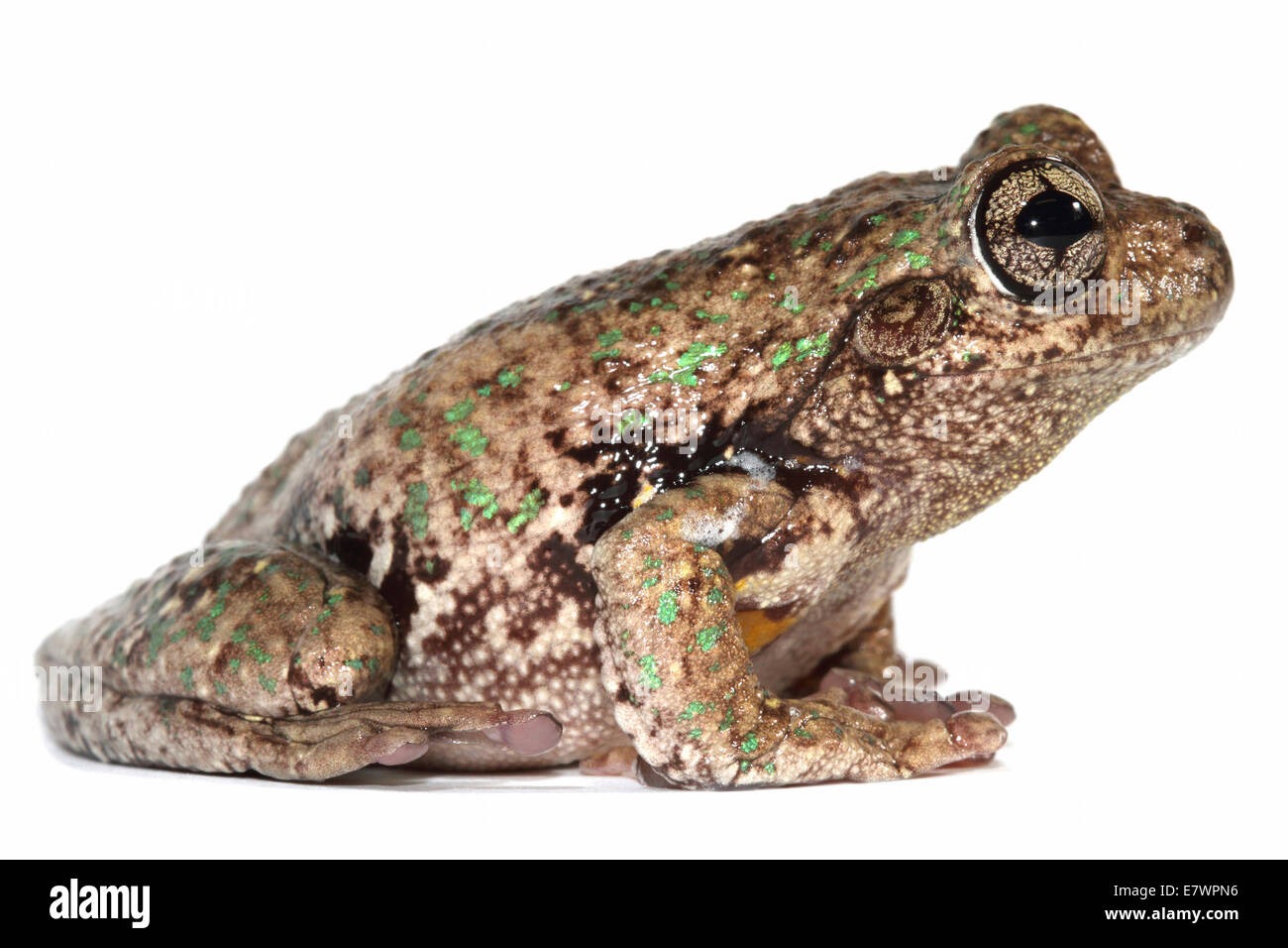 Peron's tree frog (Litoria peronii) Banque D'Images