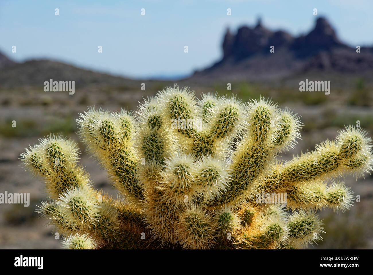Cholla Cactus, Joshua Tree National Park, Desert Center, California, USA Banque D'Images