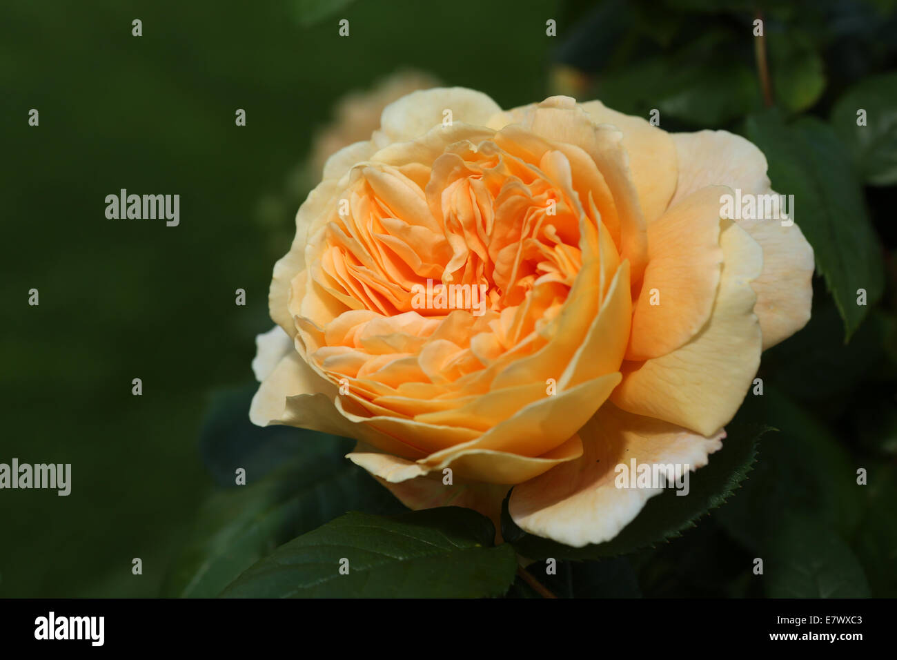 Seule la tête rose fleur orange en couleur Banque D'Images
