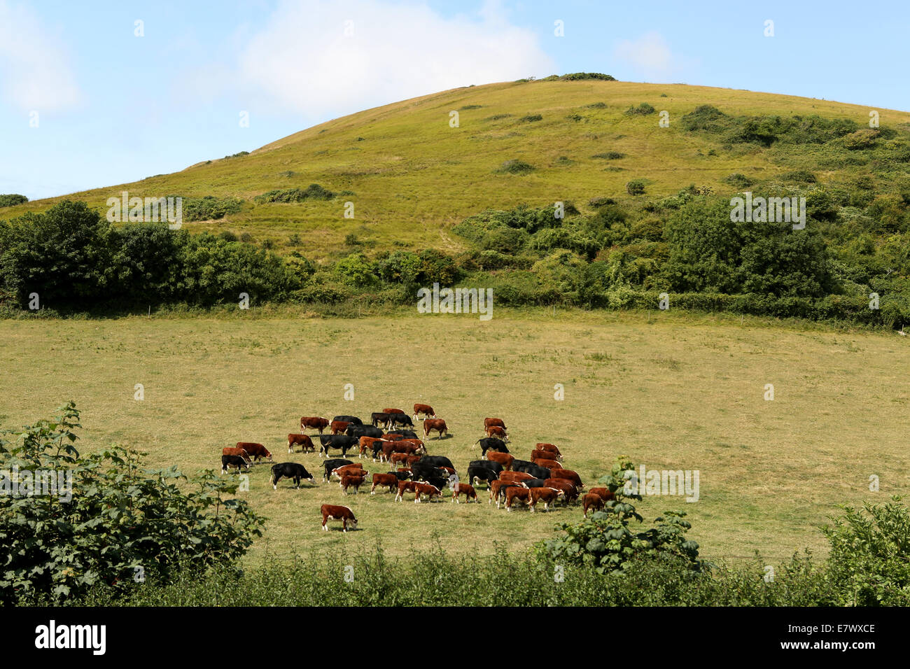 L'agriculture en milieu rural sur la côte sud de l'Angleterre, les vaches brunes sur pente gazonnée Banque D'Images