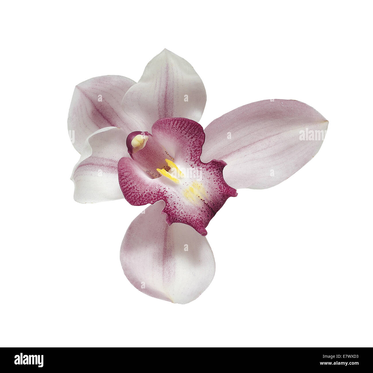 Orchidée rose Banque D'Images