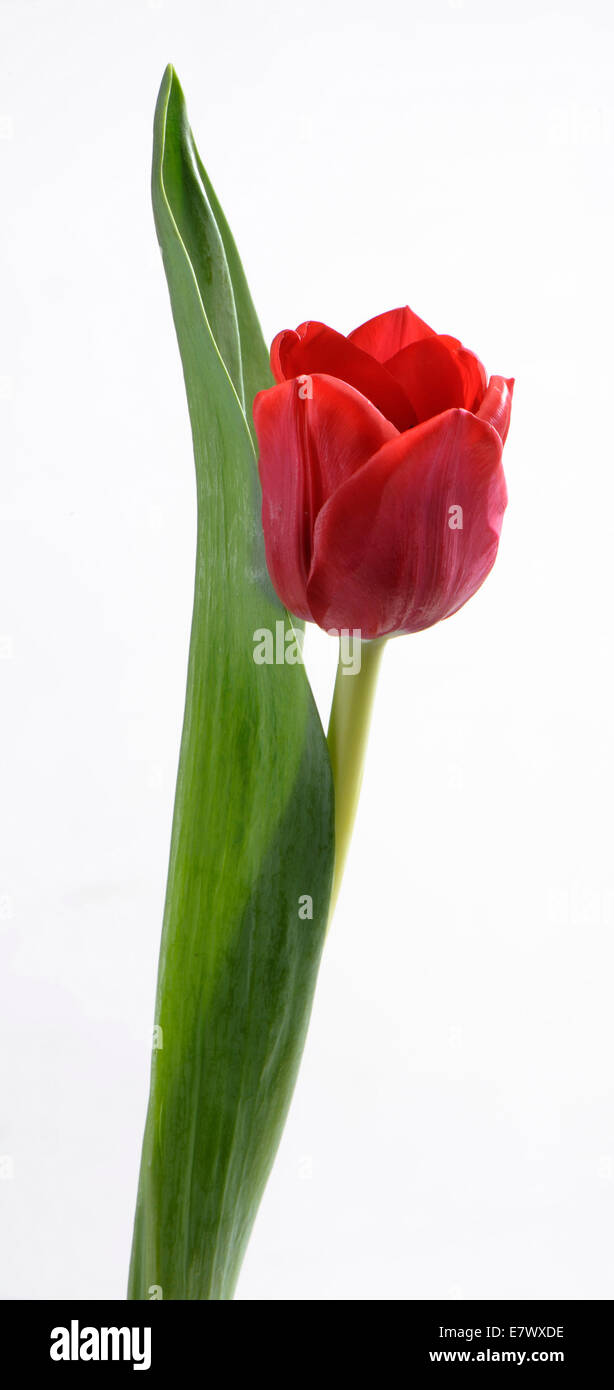 Tulipe rouge Banque D'Images