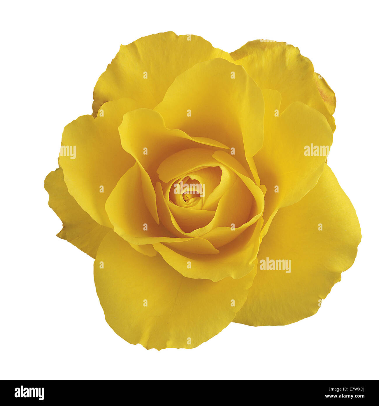 Rose jaune Banque D'Images