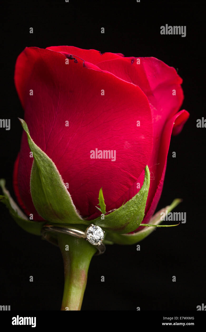 Le cadeau idéal de la Saint-Valentin, une bague de fiançailles sur une rose rouge Banque D'Images