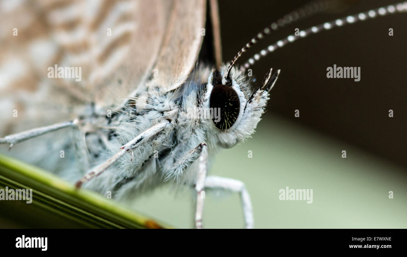 Un gros plan macro sur un petit papillon blanc avec des ailes marron Banque D'Images