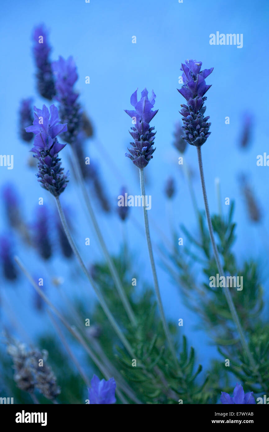 Lavender plant, Real de Catorce, Mexique, le 26 juillet 2014. Banque D'Images