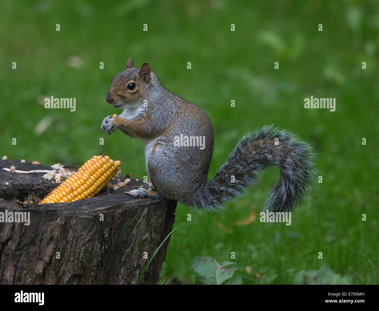 L'écureuil gris Sciurus carolinensis se nourrissant de maïs doux (dans le jardin d'oxford Banque D'Images