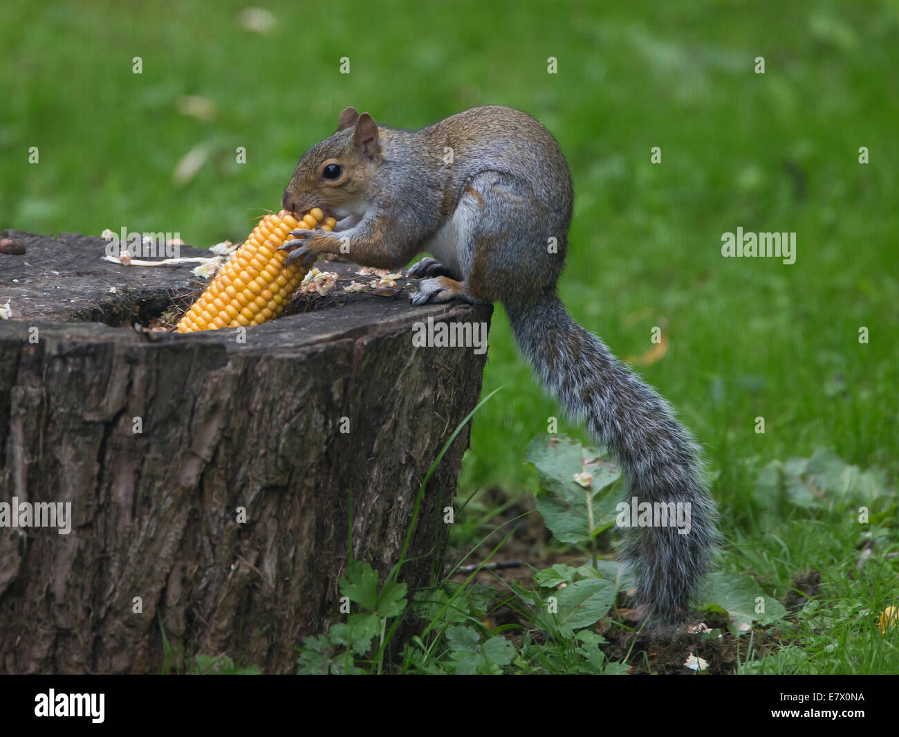 L'écureuil gris Sciurus carolinensis se nourrissant de maïs doux (dans le jardin d'oxford Banque D'Images