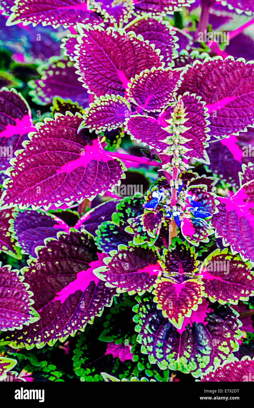 Contexte avec des plantes ornementales, de couleur violet et vert Photo  Stock - Alamy