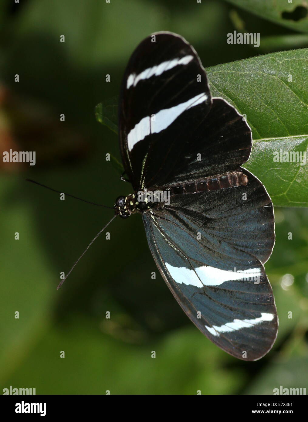 Sara Sara ou Longwing Heliconian butterfly (Heliconius sara) vue dorsale Banque D'Images