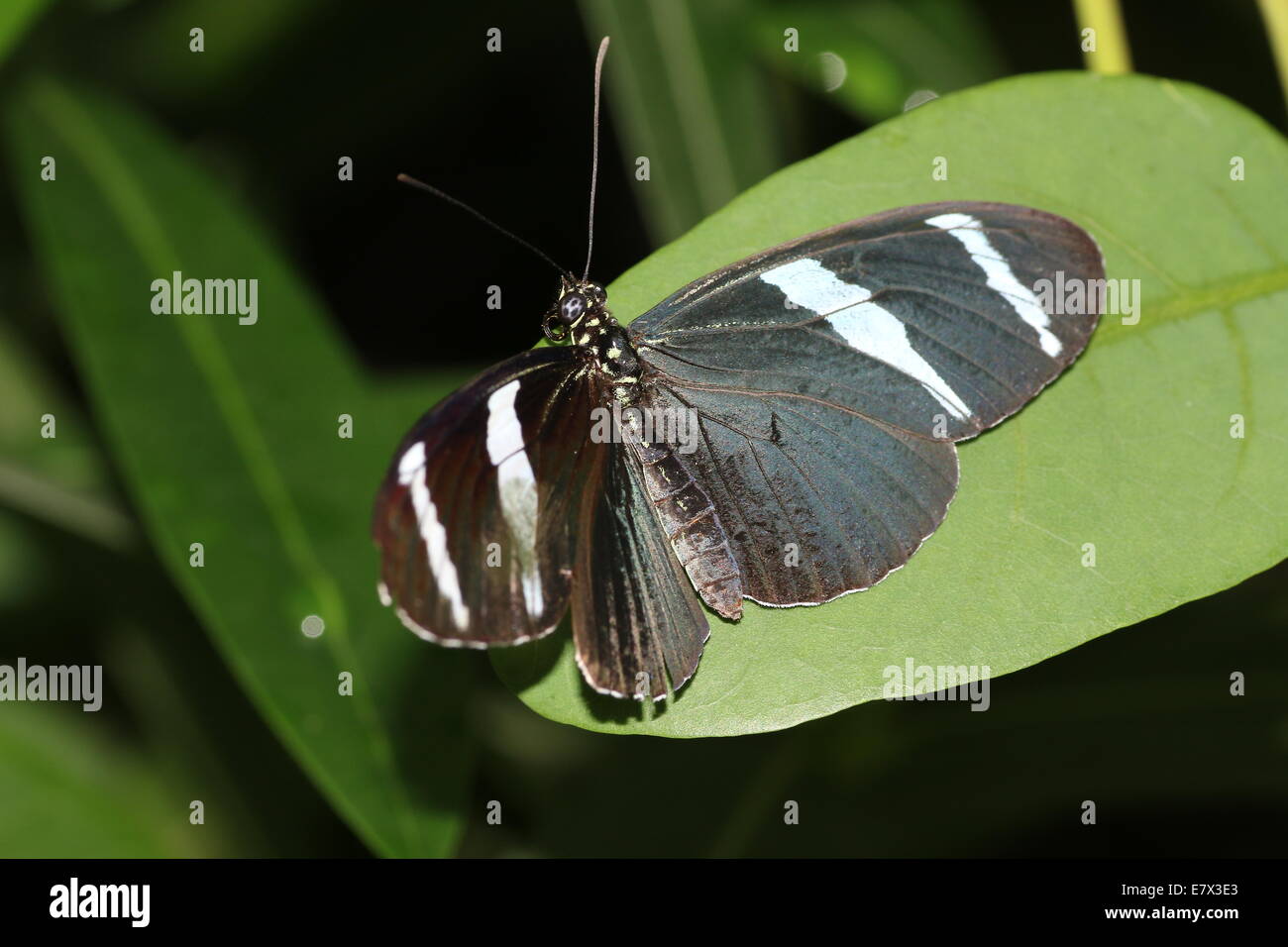 Sara Sara ou Longwing Heliconian butterfly (Heliconius sara) vue dorsale Banque D'Images