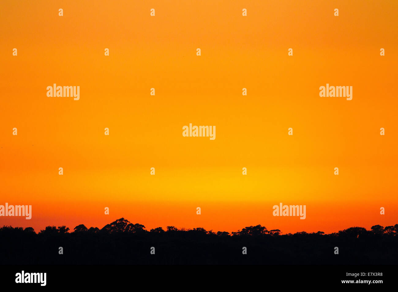 Le coucher du soleil sur les couleurs naturelles des arbres silhoutted contre un ciel orange en Floride USA Banque D'Images