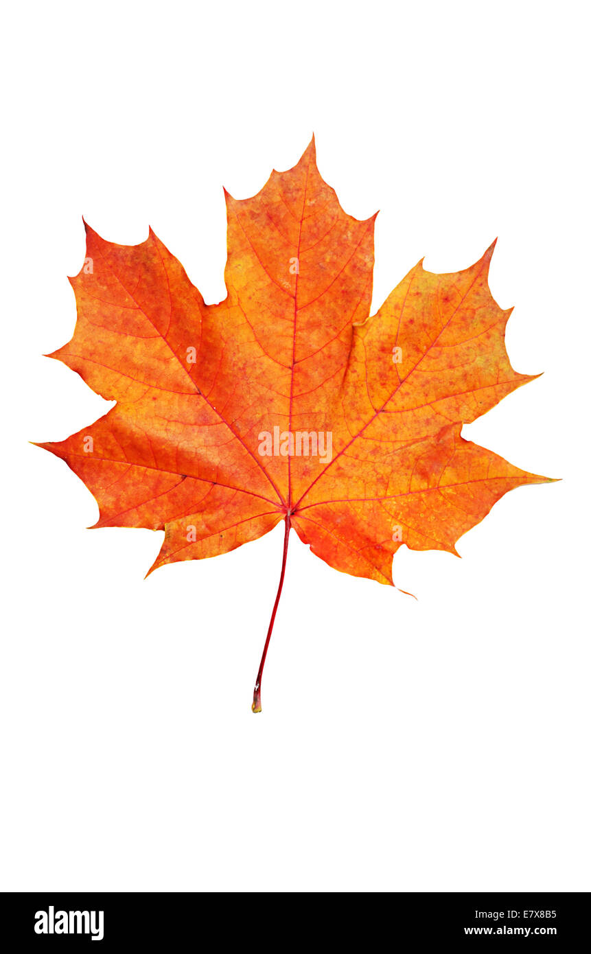 Feuille d'érable Banque D'Images