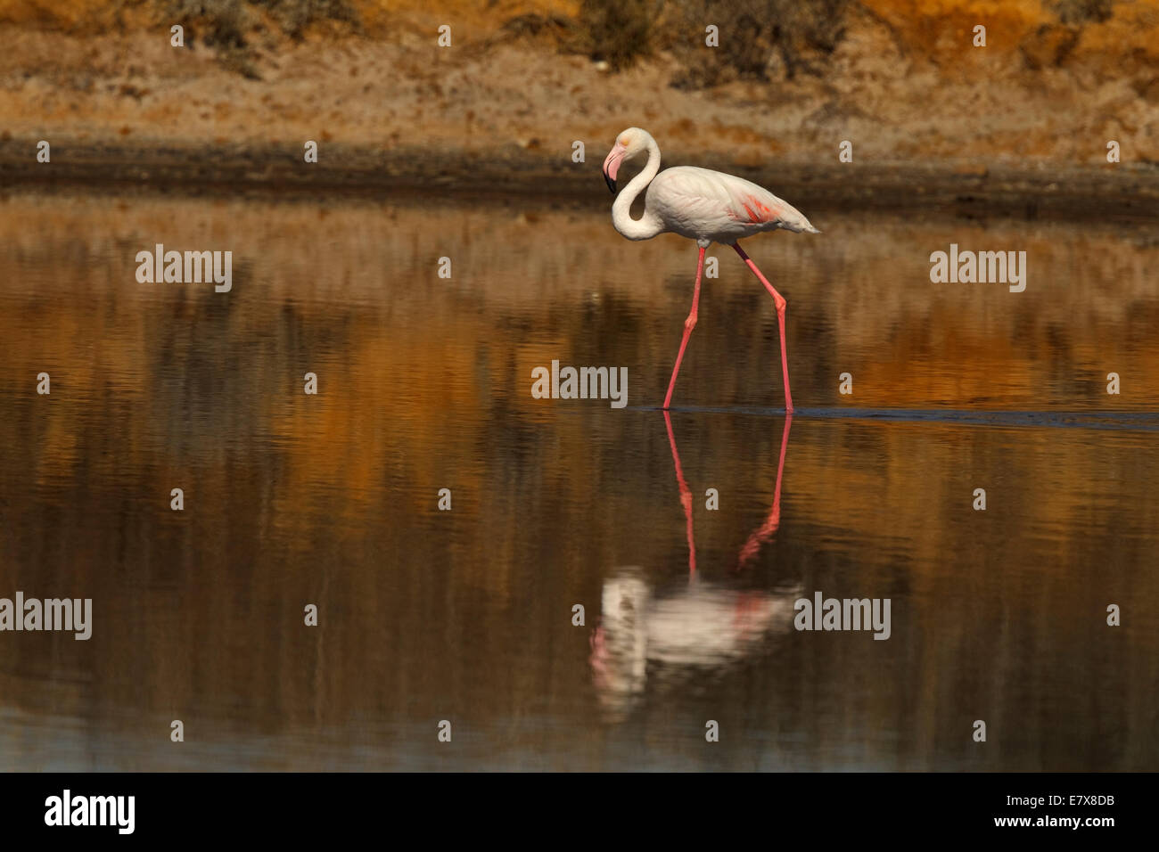 Flamant rose (Phoenicopterus roseus), adulte Banque D'Images