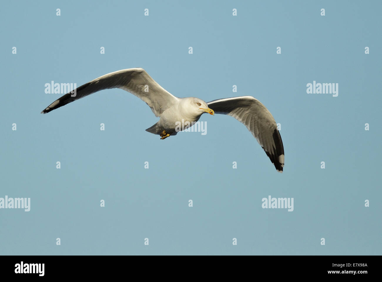 Western Yellow-legged Gull (Larus michahellis michahellis), Méditerranée Goéland, (Laridae), Banque D'Images