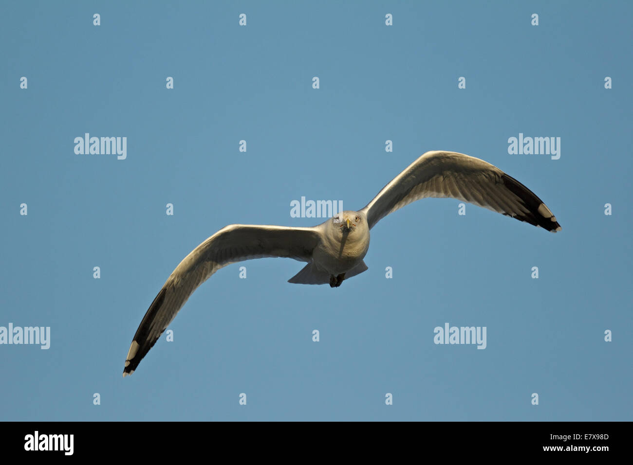 Western Yellow-legged Gull (Larus michahellis michahellis), Méditerranée Goéland, (Laridae), Banque D'Images
