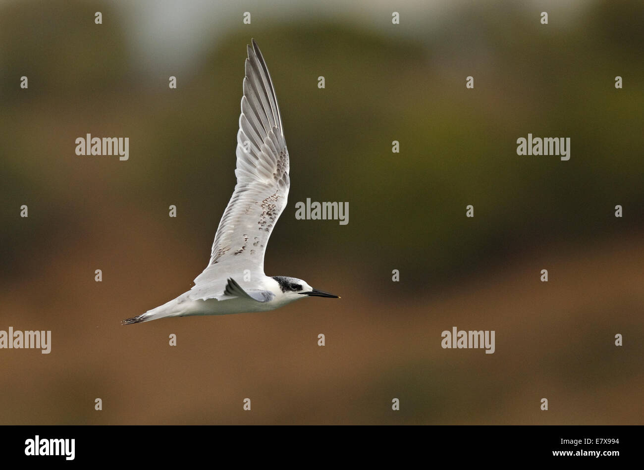 Sterne caugek (Sterna sandvicensis) en vol, les sternes Sandwich Banque D'Images