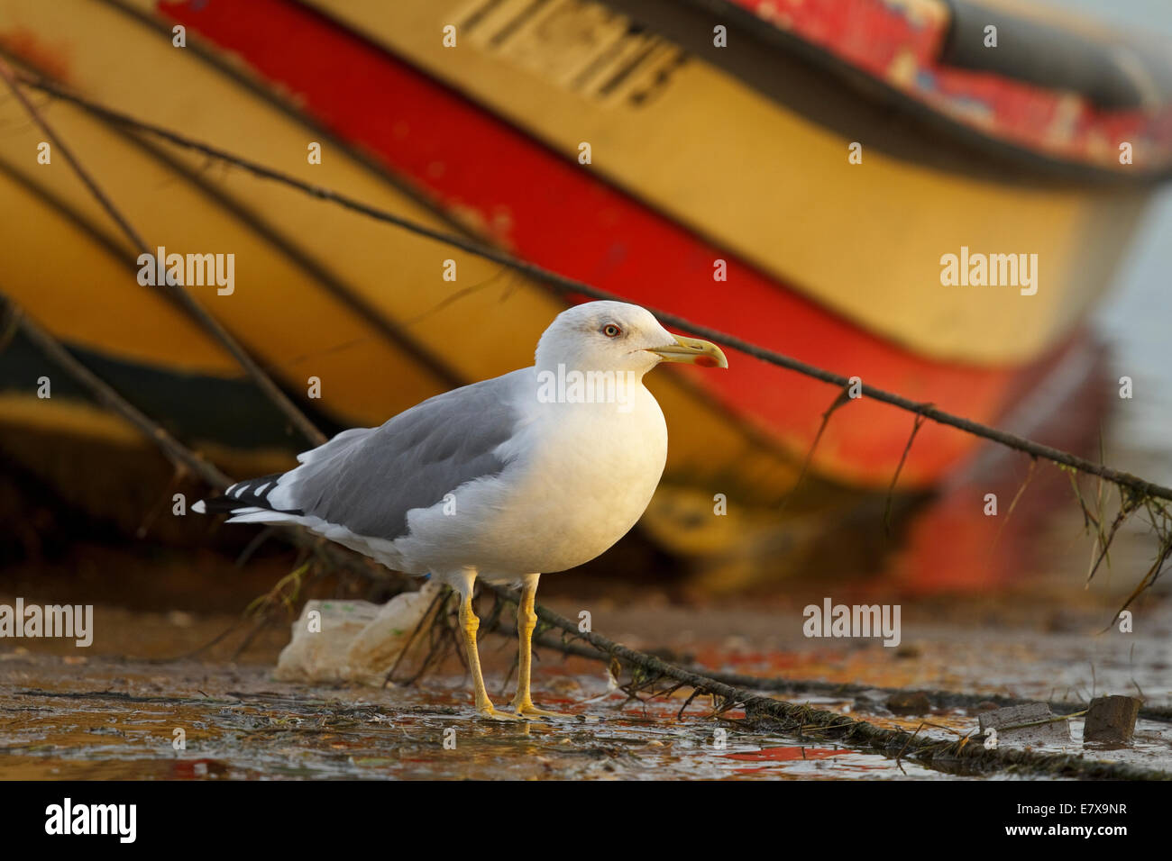 Western Yellow-legged Gull (Larus michahellis michahellis), Méditerranée, goéland, (Laridae), Banque D'Images