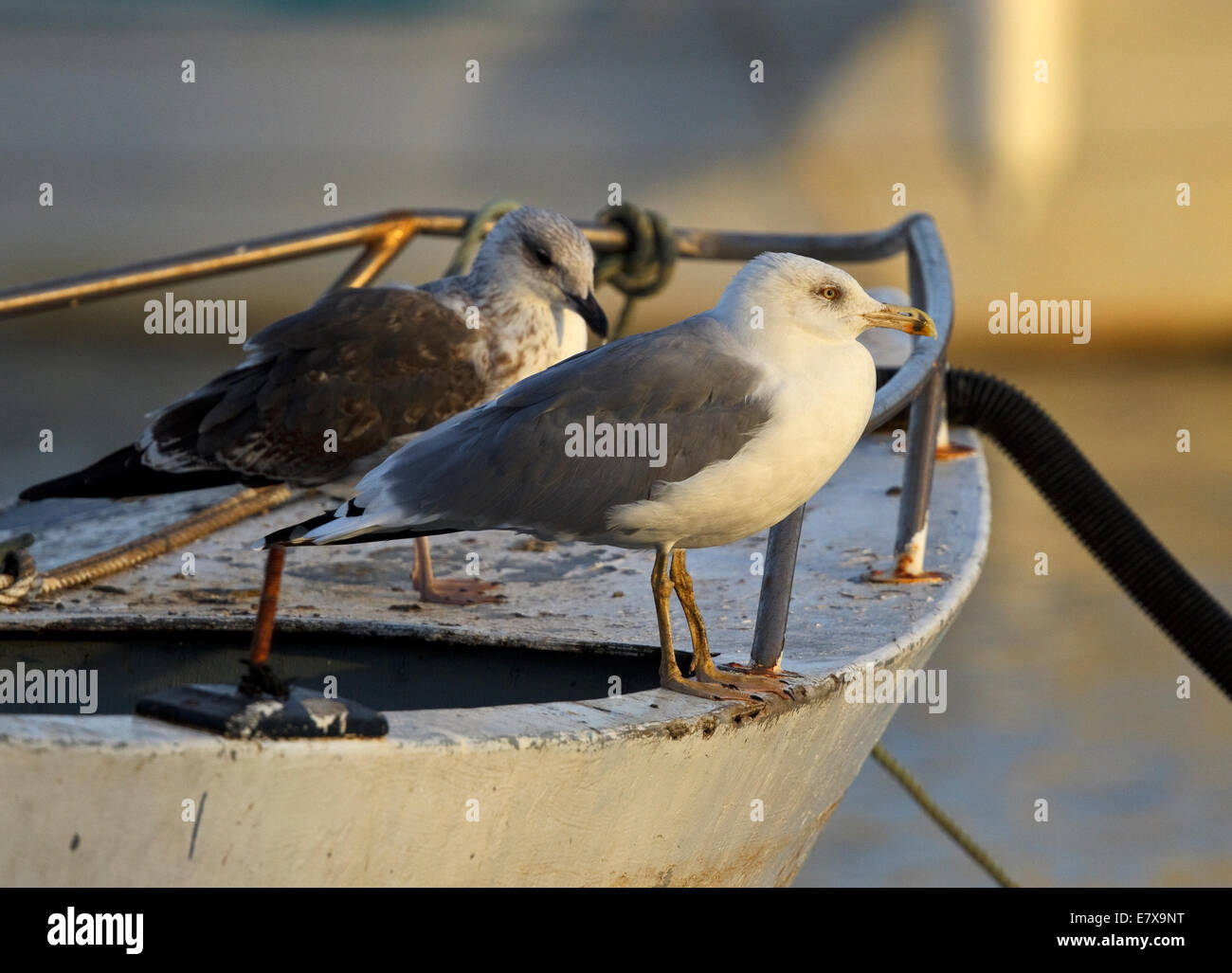 Western Yellow-legged Gull (Larus michahellis michahellis), Méditerranée, goéland, (Laridae), Banque D'Images