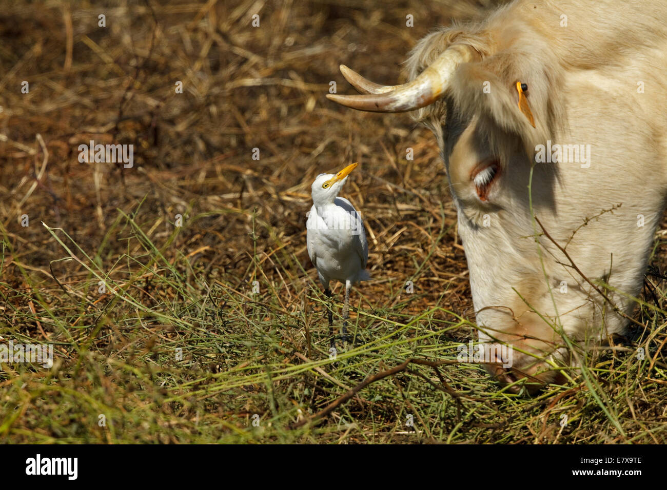 Héron garde-boeufs (Bubulcus ibis) et la tête de vache Banque D'Images