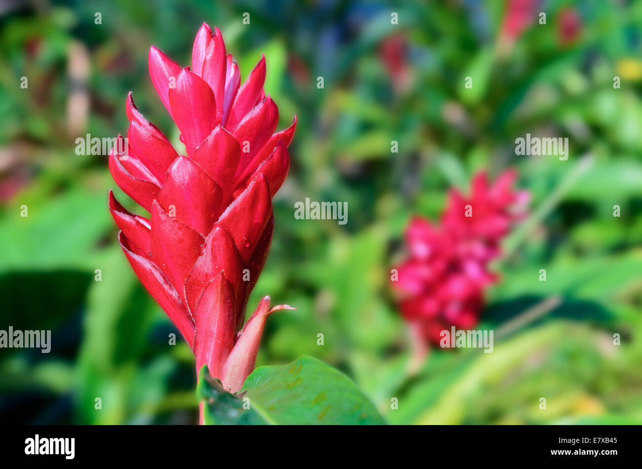 Alpinia purpurata gingembre rouge ou de Malaisie sont les végétaux à fleurs voyantes de Croissant rouge de couleur vive bractées. Banque D'Images