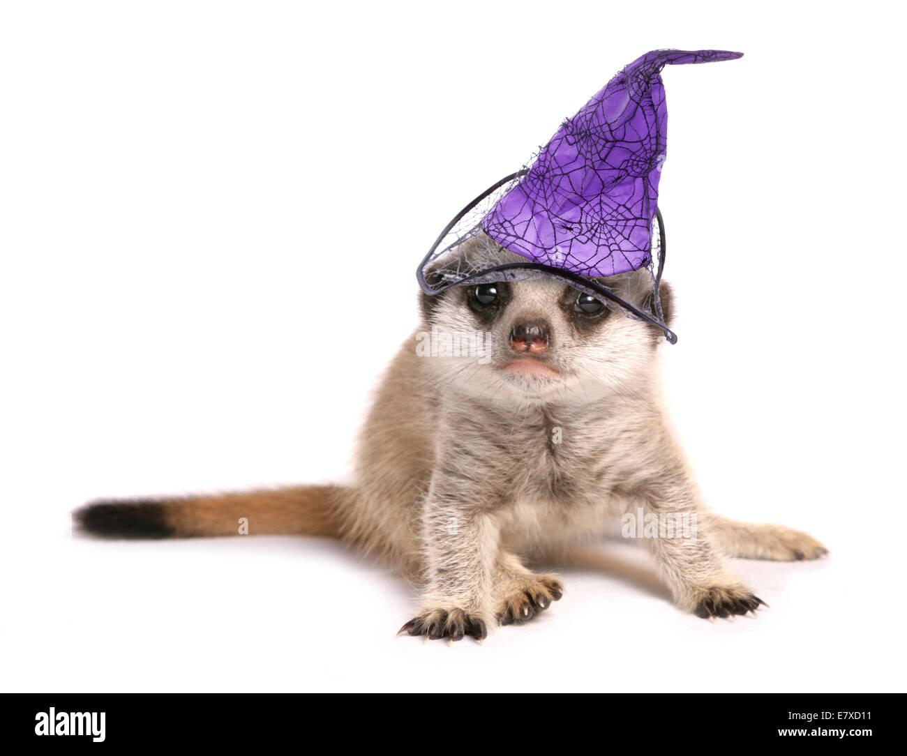 Meerkat avec les sorcières halloween chapeau dentelle Banque D'Images