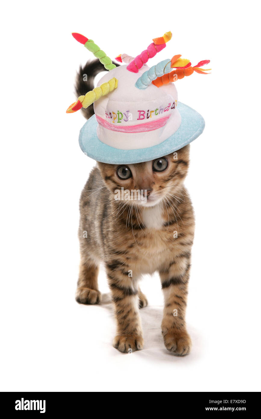 Chatons portant un chapeau d'anniversaire décoration Banque D'Images